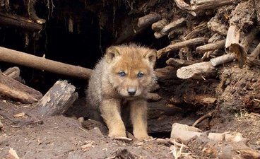 wolf pup looks out from the opening of a wolf den