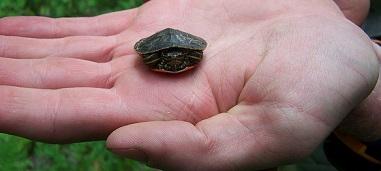 A hand holding a small turtle