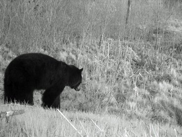 black and white image of a bear captured on a trail cam