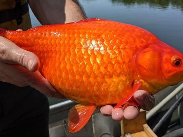 image of football-sized goldfish held above a boat