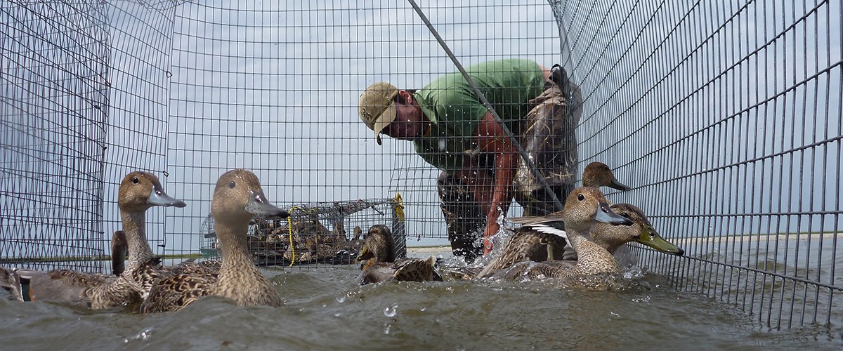 researcher conducting banding on pintail ducks corralled in net cage