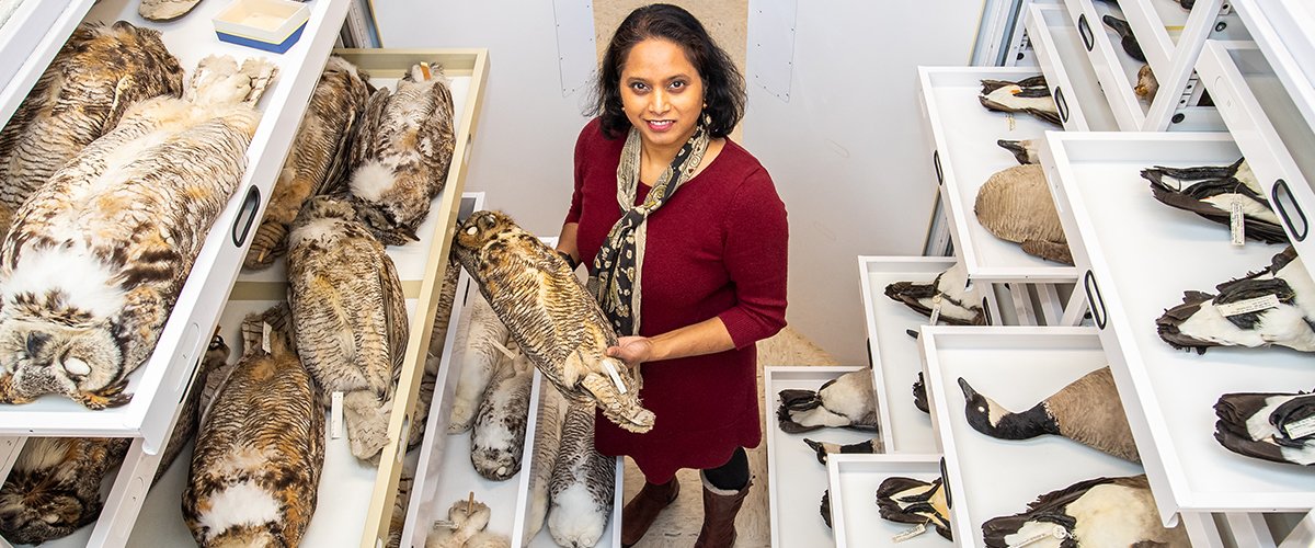 Dr Sushma Reddy holding preserved owl in specimen collection 