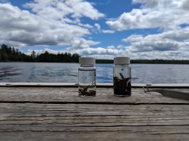 image of lake with collected specimens in small bottles
