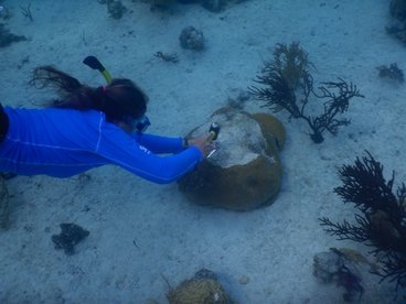 Lynn Waterhouse hammers a tag into a coral head after collecting a sample for a genetics study while snorkeling